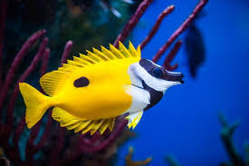 Fox face RabbitFish
