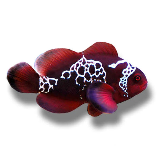Special order maroon lightening clown