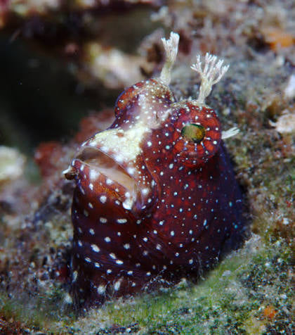 Starry Blenny