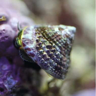 Trochus Snail