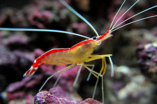 Cleaner shrimp