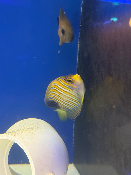 Misbar Regal Angel M