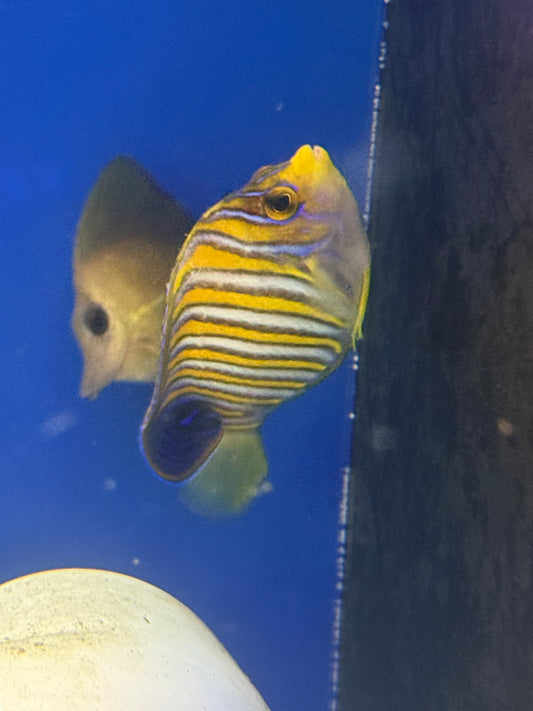 Misbar Regal Angel M