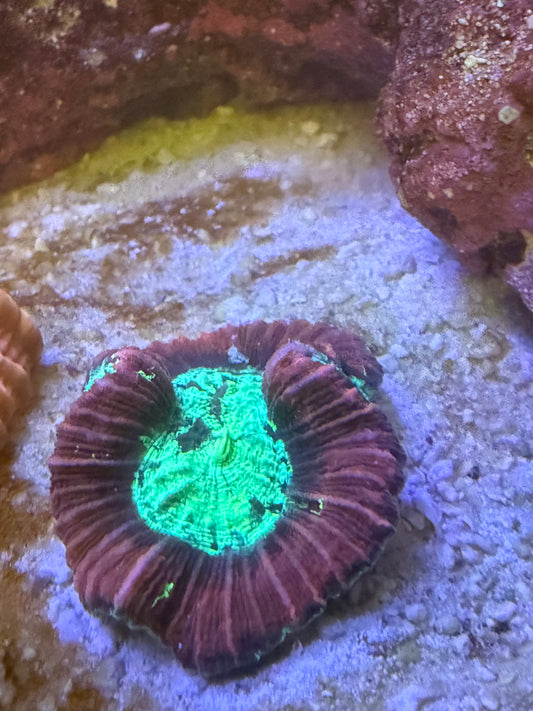 Neon Trachyphyllia