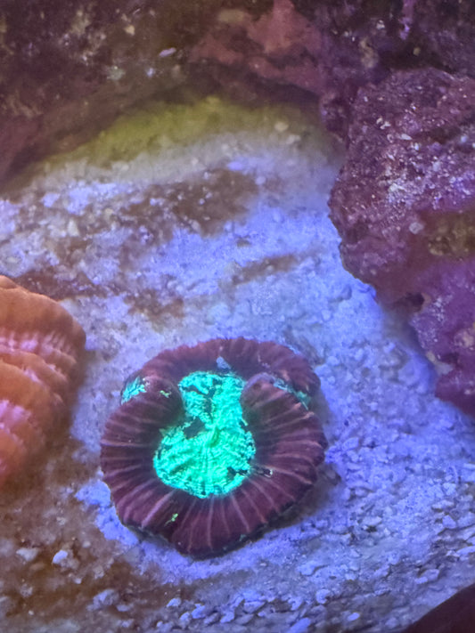 Neon Trachyphyllia