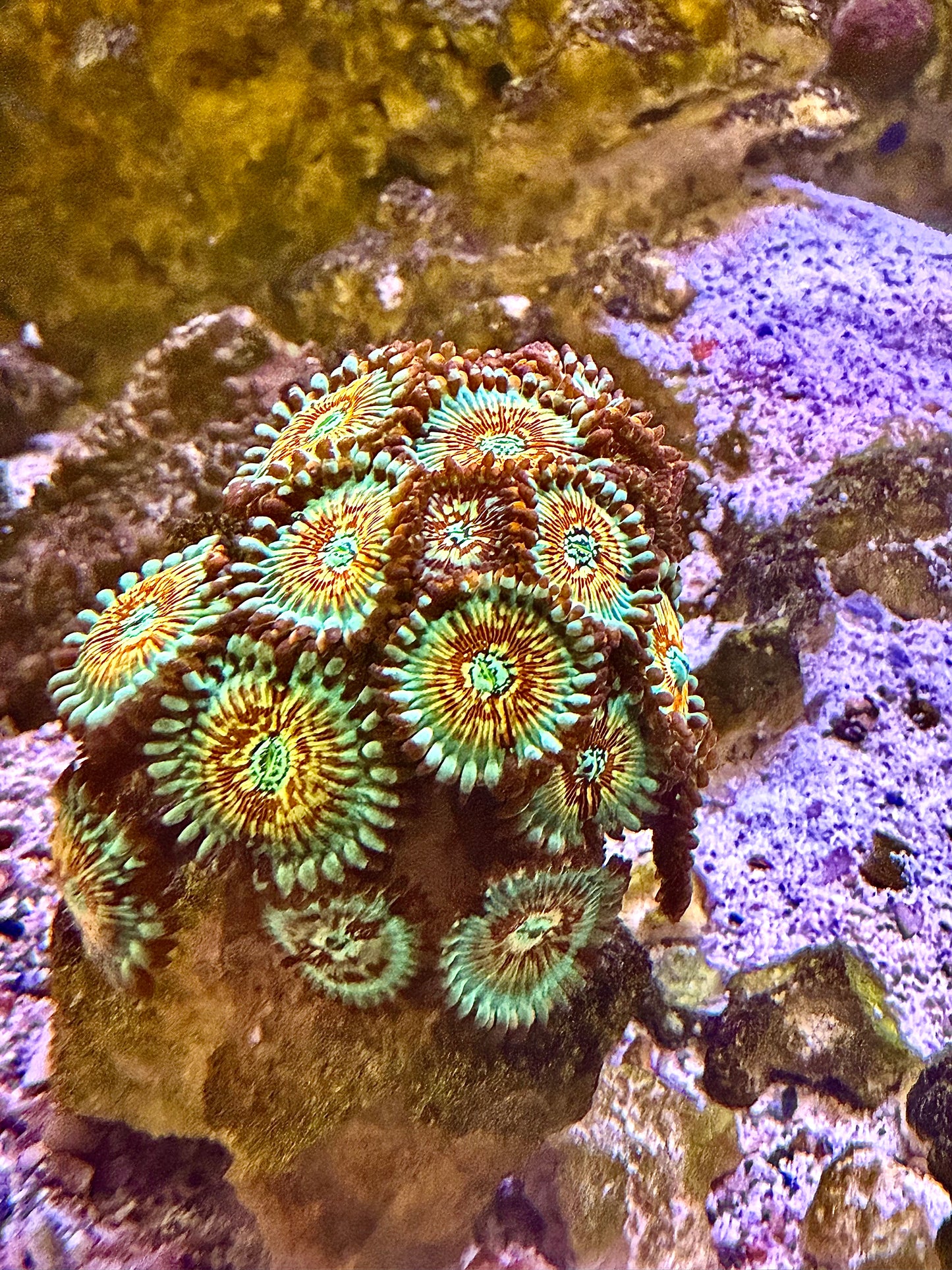 WYSIWYG! Salted Agave Zoanthid Colony