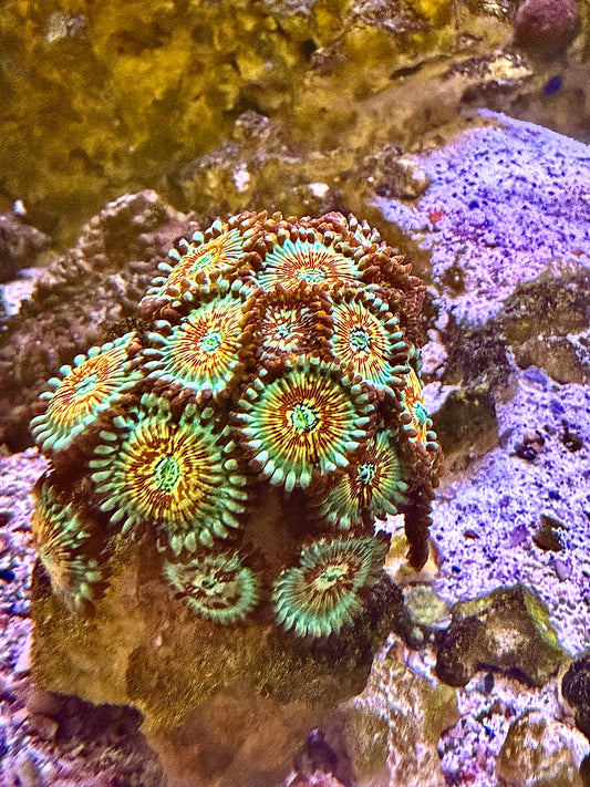 WYSIWYG! Salted Agave Zoanthid Colony