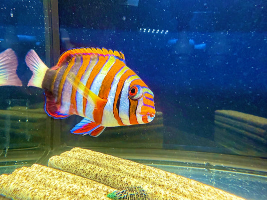 Harlequin Tusk Vibrant