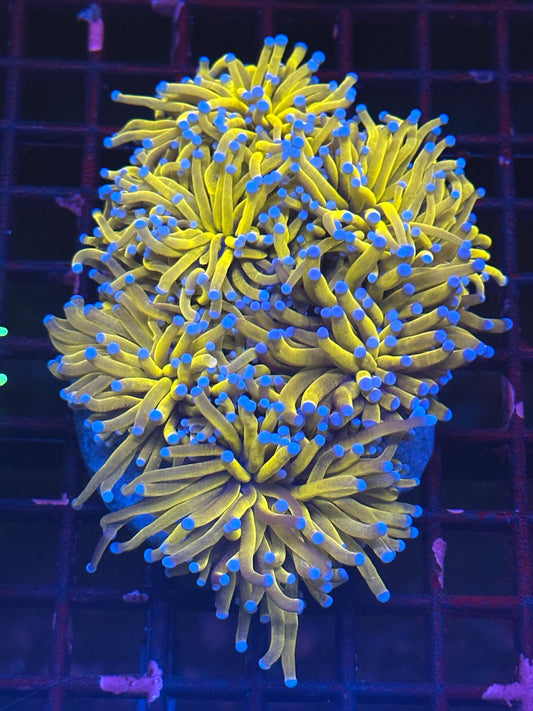 KRS 24k Yellow Torch