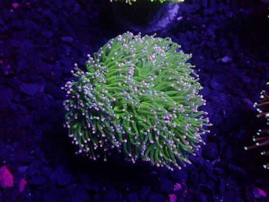 Pink Tip Green Soul Torch