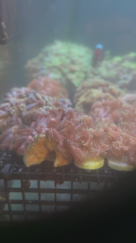 BLACK FRIDAY SPECIAL GONI