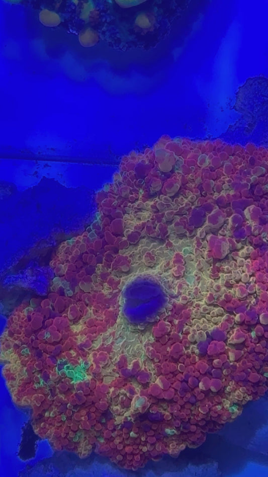 XL Purple Monster
